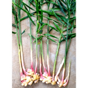 Ginger Essential Oil
100% pure. 12ml
Improves blood circulation 
For muscle and joint pain
To boost mood and feelings of courage
For nausea
For low libido
Aids digestion 
Respiratory conditions
To treat vomiting
For cooking
 