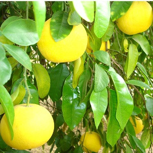 Grapefruit Essential Oil
100% pure. 12ml
Disinfecting surfaces
Cleansing the body
Reducing depression
Stimulating the immune system
Decreasing fluid retention
Curbing sugar cravings
Helping with weight loss