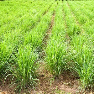 Lemon Grass Essential Oil
100% pure. 12ml
Relieves Pain
Reduces Depression
Inhibits Microbial Growth
Lowers Fever
Heals Wounds
Astringent Property
Removes Flatulence
Deodorant
Stimulates Urination
Battles Infections
Cures Fungal Infections
Promotes Lactation
Kills Insects
Cures Nervous Disorders
Sedative Effect
Acts as Tonic