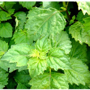 Patchouli Essential Oil
100% pure. 12ml
Relieves Depression
Soothes Inflammation
Prevents Infections
Aphrodisiac
Astringent
Speeds up Healing
Stimulates Blood Circulation
Eliminated Bad Odor
Diuretic
Fights Fever
Inhibits Fungal Growth
Insecticidal Properties
Sedative Effect
Acts as Tonic

