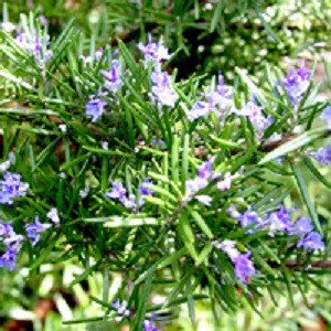 Rosmary Essential Oil
100% pure. 12ml
Aids in Digestion
Hair Care
Improves Oral Health
Skin Care
Increases Cognitive Function
Relieves Stress
Boosts Immune System
Relieves Pain
Removes Bad Odor
Prevents STDs
Treats Respiratory Problems
