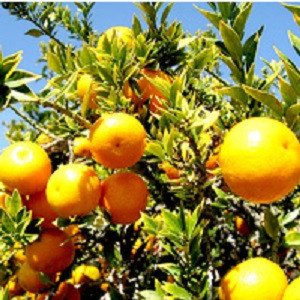 Sweet Orange Essential Oil
100% pure. 12ml
Treats Spasms
Sedative Effect
Aphrodisiac Properties
Relieves Inflammation
Cholagogue
Prevents Infections
Relieves Depression
Diuretic
Acts as Tonic
Carminative Properties
Treats Alzheimer’s disease
Insecticidal Properties
