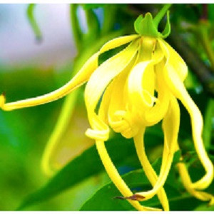 Ylang Ylang Essential Oil
100% pure. 12ml
Antidepressant
Antiseborrhoeic
Antiseptic
Aphrodisiac
Hypotensive
Sedative
Nervine