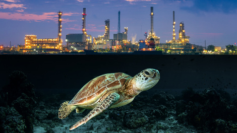 Turtle-Friendly Hazardous Area Lighting: IECEx & ADSA-Certified Solutions for Coastal Sites