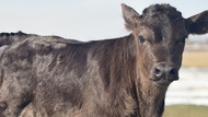 The Year the Cattle Market Saved the Farm