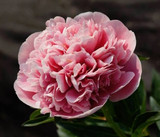 ​From Winter’s Chill to Spring’s Blossoms: Cultivating Hope and Growth