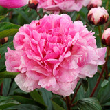 Peony Story Contest Winner 2025