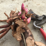 Peonies for Southern Growers 