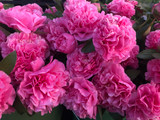 Winter Care of Peony Crops
