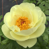 The value of a single peony root to fresh cut flower growers