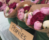 Why Plant Peonies in the Fall?