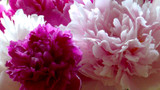 Summer Care For Peony Plantings