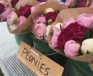 Why Plant Peonies in the Fall?