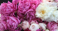 Pruning Peony Buds for Maximum Yield In Newly Established Plantings