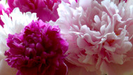 Summer Care For Peony Plantings