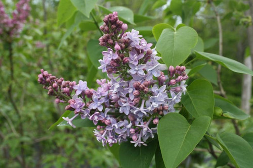 Lilac  (lavender) - 5 bunches