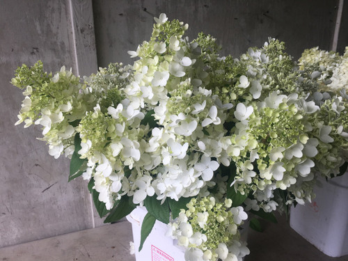 'Firelight' -  White Lace Hydrangea -50 stems 