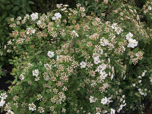 Spirea - 'Bridal Wreath' - 5 bunches