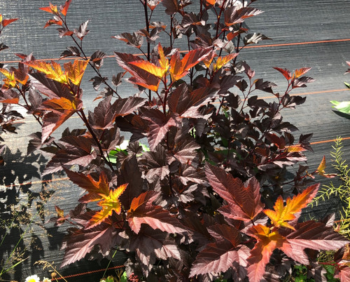 Ninebark (Physocarpus) - 50 stems