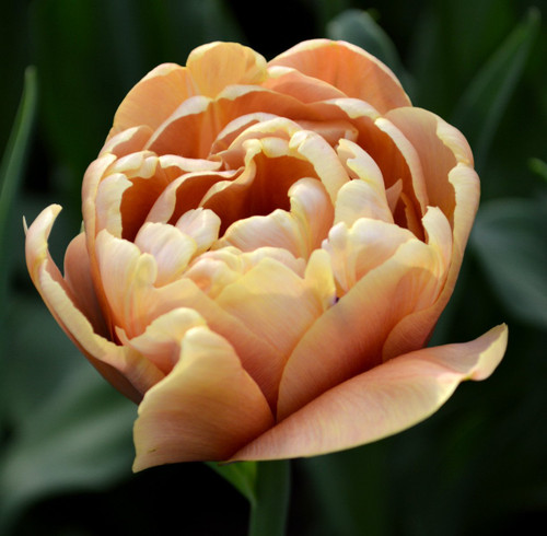 Tulip 'La Belle Epoque' -  50 stems