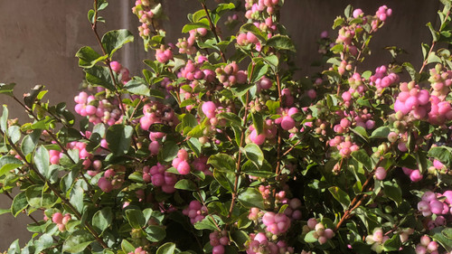 Coral Snowberry - 50 stems