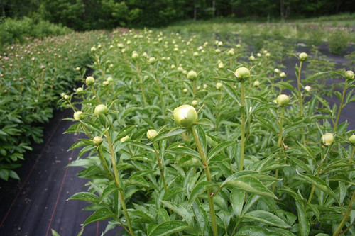 Duchesse de Nemours - 30 Roots