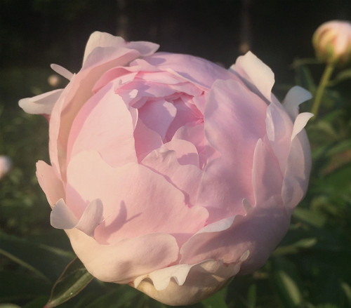 Pillow Talk Peony Roots