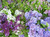 Lilac (mixed colors) - 5 bunches