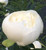 Duchesse de N'emours Peony