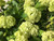 Snowball Viburnum - 5 bunches