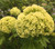 Snowball Viburnum - 5 bunches