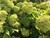 Snowball Viburnum - 5 bunches