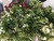 Spirea - 'Bridal Wreath' - 5 bunches