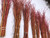 Glowing Coral Dogwood -36" - 100 stems