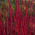 Bull's Blood Dogwood Branches - 36" - 100 stems