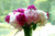 Peony Share CSA - 4 weeks - Local Pick Up
