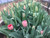 Tulip - 'Pink impression' - 50 Stems