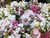 Hydrangea Sampler - 100 stems