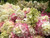 Hydrangea Sampler - 100 stems