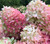 'Autumn Pink' Hydrangea - 50 stems