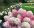 'Autumn Pink' Hydrangea - 50 stems