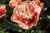 Tulip 'La Belle Epoque' -  50 stems