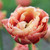 Tulip 'Copper Image' - 50 stems