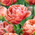 Tulip 'Copper Image' - 50 stems