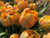Tulip 'Sensual Touch' - 50 stems