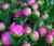 Mixed Peony - Pink - 200 Stems ($3/stem)