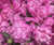 Mixed Peony - Pink - 200 Stems ($3/stem)