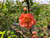 Double Flowering, Thornless Quince - Coral 
