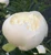 Duchesse de Nemours - 30 Roots