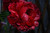 Henry Bockstoce - 30 Roots